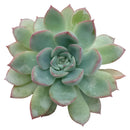 buy echeveria apus succulent live succulent 4 inch plastic pot online, bold silver-blue and rose-red rosette with fleshy lanceolate leaves and sharp pointed tips, non-toxic pet-friendly and child-safe succulent, compact narrow grower suited to any br