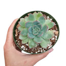 buy echeveria apus succulent live succulent 4 inch plastic pot online, bold silver-blue and rose-red rosette with fleshy lanceolate leaves and sharp pointed tips, non-toxic pet-friendly and child-safe succulent, compact narrow grower suited to any br