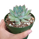 buy echeveria apus succulent live succulent 4 inch plastic pot online, bold silver-blue and rose-red rosette with fleshy lanceolate leaves and sharp pointed tips, non-toxic pet-friendly and child-safe succulent, compact narrow grower suited to any br