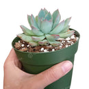 buy echeveria apus succulent live succulent 4 inch plastic pot online, bold silver-blue and rose-red rosette with fleshy lanceolate leaves and sharp pointed tips, non-toxic pet-friendly and child-safe succulent, compact narrow grower suited to any br