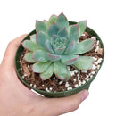 buy echeveria apus succulent live succulent 4 inch plastic pot online, bold silver-blue and rose-red rosette with fleshy lanceolate leaves and sharp pointed tips, non-toxic pet-friendly and child-safe succulent, compact narrow grower suited to any br