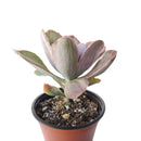Echeveria Decora Variegated
