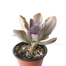 Echeveria Decora Variegated