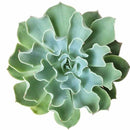 4 inch echeveria gray curl succulent live succulent for sale, elegant muted gray rosette with softly rolled and curled leaf margins, fleshy leaves with compact non-spreading growth habit, beginner-friendly and low maintenance care requirements, polycarpic bloomer that flowers annually, a timeless architectural accent for modern or bohemian interior decor, makes a memorable and lasting gift for succulent enthusiasts