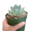 buy echeveria apus succulent live succulent 4 inch plastic pot online, bold silver-blue and rose-red rosette with fleshy lanceolate leaves and sharp pointed tips, non-toxic pet-friendly and child-safe succulent, compact narrow grower suited to any br