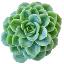 buy echeveria lime and chili live succulent 2 inch online, echeveria lime and chili showing natural stress coloring with deep pink tips, compact frosty lime rosette, slow growing and clustering habit, non-toxic and pet friendly