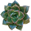 4 inch echeveria purpusorum rose a.berger succulent live succulent for sale, mid-size geometric rosette with bold reddish-brown spotted olive foliage, firm fleshy leaves with pointed apex and no powdery coating, slow-growing compact form ideal for sm