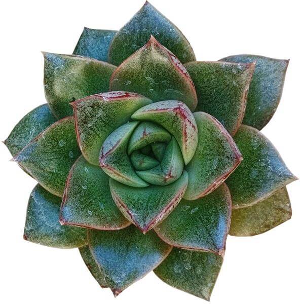 purpusorum succulent Echeveria Purpusorum Rose A.Berger Succulent