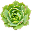 4 inch echeveria ramillette live succulent for sale, dense symmetrical rosette of fleshy blue-green leaves with reddish accents, low water needs with soak-and-dry method, thrives in bright direct or indirect light, stunning standalone pot plant