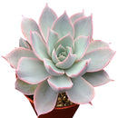 Echeveria Subsessilis Succulent - Echeveria Morning Beauty