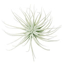 Live Air Plant Randomly Picked