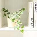 Ivy Kolibre care, Ivy Kolibre near me, trailing houseplants, best trailing plants, indoor trailing houseplant, ivy plant décor ideas, ivy plant gift ideas, Kolibre ivy care, common Ivy Plants