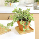 3" pot golden english ivy live plant for sale, lush variegated lobed leaves with butter-gold to bright gold margins, trailing vine growth perfect for hanging baskets or elevated planters, evergreen all-season color, moderate humidity care needs, a beautiful addition to any boho or cottage-style interior, makes a heartfelt and lasting gift