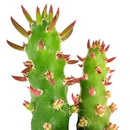 Buy an 8-pack of Eve's Needle Cactus live plants online. Each plant features upright green stems with distinctive pointed leaves and an architectural form. Easy to care for, they thrive in bright light, well-draining soil, and minimal watering.