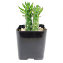 Buy an 8-pack of Eve's Needle Cactus live plants online. Each plant features upright green stems with distinctive pointed leaves and an architectural form. Easy to care for, they thrive in bright light, well-draining soil, and minimal watering.