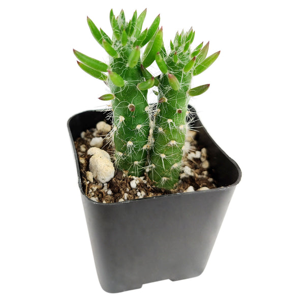 Eve's Needle Cactus - Austrocylindropuntia subulata - Succulents Box