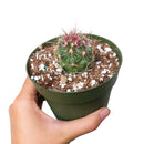 4 inch ferocactus hamatacanthus cactus live cactus for sale, young globose barrel shape with densely arranged hooked spines, prominently ribbed green stem, full sun low-water care needs, slow grower suitable for beginners and collectors alike, eye-catching desert-style decor accent, wonderful gift for plant lovers