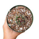 4 inch ferocactus hamatacanthus cactus live cactus for sale, young globose barrel shape with densely arranged hooked spines, prominently ribbed green stem, full sun low-water care needs, slow grower suitable for beginners and collectors alike, eye-catching desert-style decor accent, wonderful gift for plant lovers