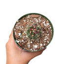 4 inch ferocactus hamatacanthus cactus live cactus for sale, young globose barrel shape with densely arranged hooked spines, prominently ribbed green stem, full sun low-water care needs, slow grower suitable for beginners and collectors alike, eye-catching desert-style decor accent, wonderful gift for plant lovers