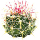 4 inch ferocactus hamatacanthus cactus live cactus for sale, young globose barrel shape with densely arranged hooked spines, prominently ribbed green stem, full sun low-water care needs, slow grower suitable for beginners and collectors alike, eye-catching desert-style decor accent, wonderful gift for plant lovers