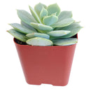Echeveria Fleur Blanc