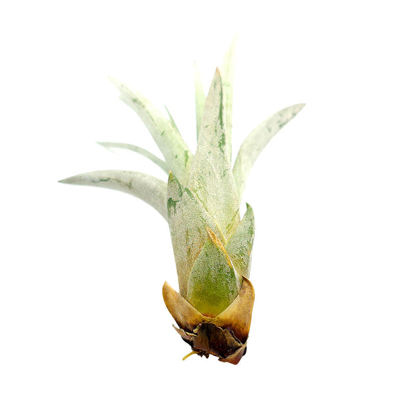 Tillandsia Fasciculata Air Plant & Care Guide | Giant Air Plant | Cardinal  Air Plant