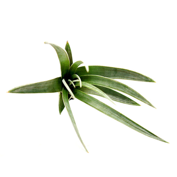 cardinal air plant Tillandsia Fasciculata Air Plant & Care Guide | Giant Air Plant | Cardinal  Air Plant