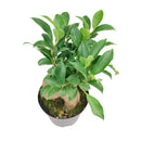 buy ficus ginseng live plant 8" pot online, stately mature canopy of waxy dark green foliage, commanding bulbous tiger-striped trunk, bold upright bonsai form, thrives in bright indirect light with humidity, dramatic floor plant for contemporary interiors, exceptional gift celebrating growth and harmony