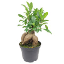 buy ficus ginseng live plant 8" pot online, stately mature canopy of waxy dark green foliage, commanding bulbous tiger-striped trunk, bold upright bonsai form, thrives in bright indirect light with humidity, dramatic floor plant for contemporary interiors, exceptional gift celebrating growth and harmony