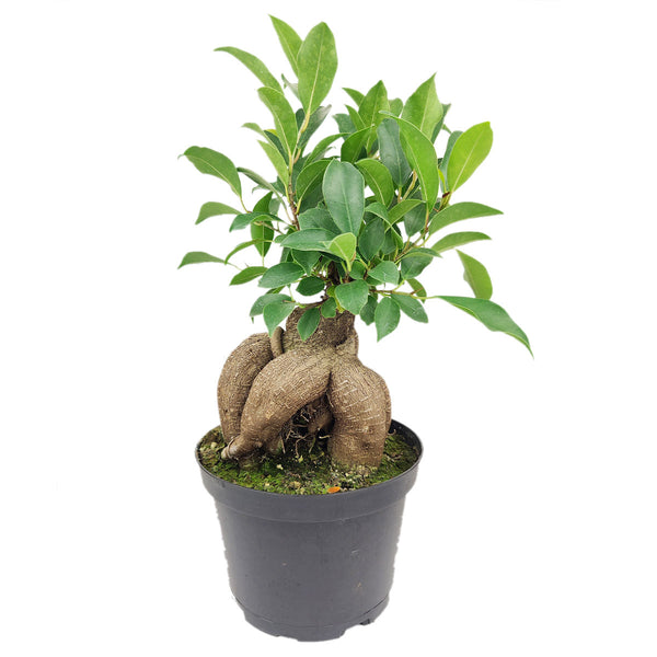 Plant in a box - ficus ginseng s-shape - japonaise bonsai - plante