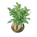 buy ficus ginseng live plant 8" pot online, stately mature canopy of waxy dark green foliage, commanding bulbous tiger-striped trunk, bold upright bonsai form, thrives in bright indirect light with humidity, dramatic floor plant for contemporary interiors, exceptional gift celebrating growth and harmony