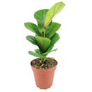 buy ficus lyrata little sunshine live houseplant 4 inch online, dwarf moraceae family plant with vivid green lyrate leaves and prominent cream-colored veining, narrow tree-like grower pot specimen, low-spreading compact footprint ideal for shelves or floor corners, removes indoor toxins naturally, stylish feng shui-inspired decor plant, a unique and lasting gift for any occasion