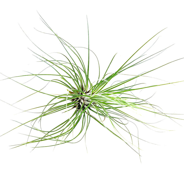 filifolia air plant Tillandsia Filifolia Air Plant & Care Guide | Air Plant Gift Decor Ideas
