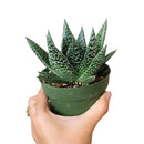 Gasteria Flow Spiky Aloe