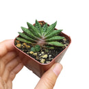 Buy an 8-pack of 4" live plants online. Choose eight plants of your choice to create a lush and diverse collection in 4" pots. Perfect for filling larger spaces, decorating your home or office, and growing your plant collection.
