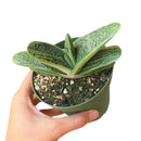 Buy an 8-pack of 4" live plants online. Choose eight plants of your choice to create a lush and diverse collection in 4" pots. Perfect for filling larger spaces, decorating your home or office, and growing your plant collection.
