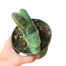 Buy an 8-pack of 4" live plants online. Choose eight plants of your choice to create a lush and diverse collection in 4" pots. Perfect for filling larger spaces, decorating your home or office, and growing your plant collection.