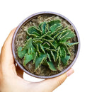 Giant Jewel Plant - Aloinopsis malherbei