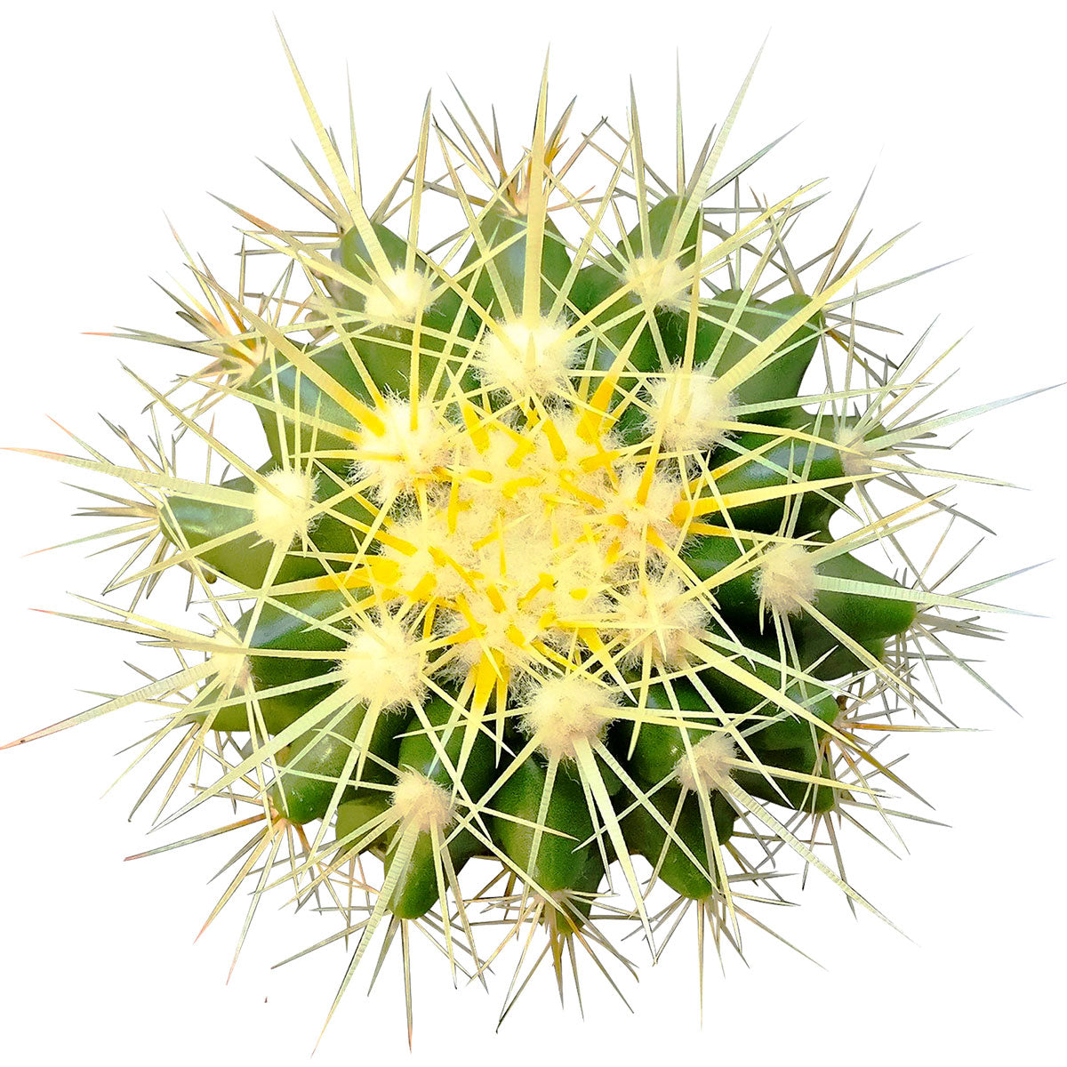 Golden barrel cactus, how to grow Echinocactus grusonii, indoor succulents, succulents garden, succulent subscription, monthly succulents, succulent care guide, succulent care tips, outdoor succulents, Succulents shop near me, how to grow succulents, succulents shop in California, cactus, cactus succulent, succulent cactus, cacti, cactus and succulents, succulents box, succulent shop, buy succulents online