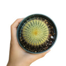 Golden Ball Cactus - Parodia leninghausii