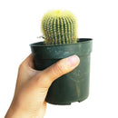 Golden Ball Cactus - Parodia leninghausii