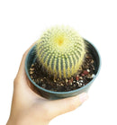 Golden Ball Cactus - Parodia leninghausii