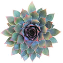 Sempervivum Grape Tone