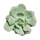 4 inch graptoveria moonglow live succulent for sale, large thick greenish-ivory farina-coated rosette leaves, tight clumping growth with quickly produced offsets, vivid pink blush under full sun, thrives in bright direct light, beautiful centerpiece