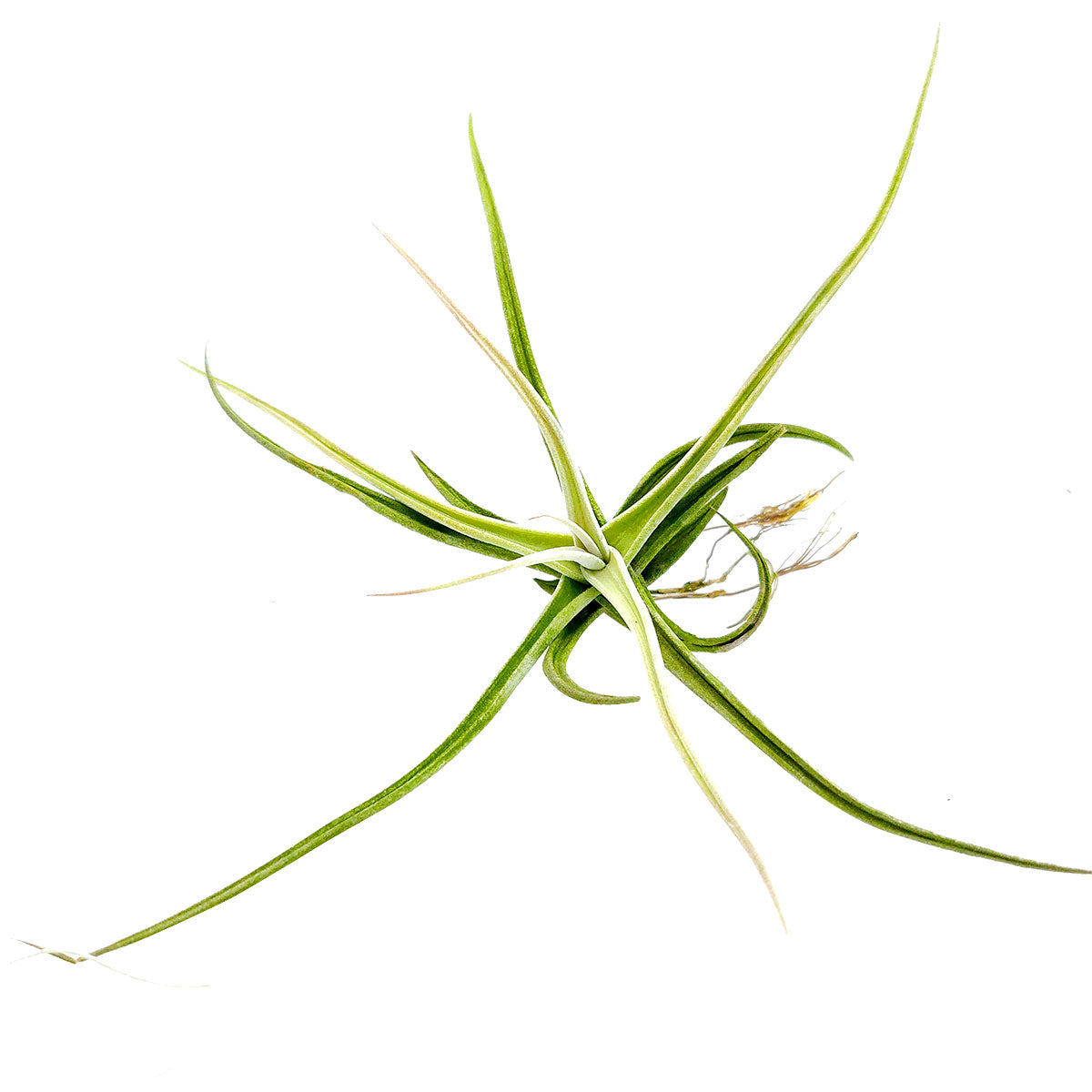 Tillandsia Glabrior Air Plant for sale, How to care for Tillandsia Glabrior Air Plant, How to grow Tillandsia Glabrior Air Plant indoor, Air plants gift ideas, Air plants home decor ideas, Live air plants for gifts
