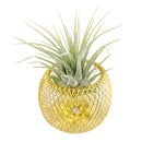 Air plant holder, mesh metal air plant holder, mesh basket for air plants, mesh metal basket for air plants, golden metal air plant holder, stylish air plant holder, air plant holder in gold color