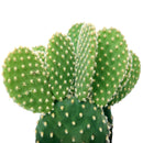 Opuntia microdasys var. pallida 'Bunny Ears'