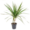 6 inch pot dracaena marginata cane live houseplant for sale, elegant upright dragon tree with narrow glossy red-edged leaves, tropical architectural silhouette, adapts to office and home lighting conditions, white cylinder pot highlights the plant apos s rich dark foliage, a refined decor choice and a meaningful gift for any space