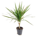 6 inch pot dracaena marginata cane live houseplant for sale, elegant upright dragon tree with narrow glossy red-edged leaves, tropical architectural silhouette, adapts to office and home lighting conditions, white cylinder pot highlights the plant apos s rich dark foliage, a refined decor choice and a meaningful gift for any space