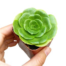 Aeonium undulatum